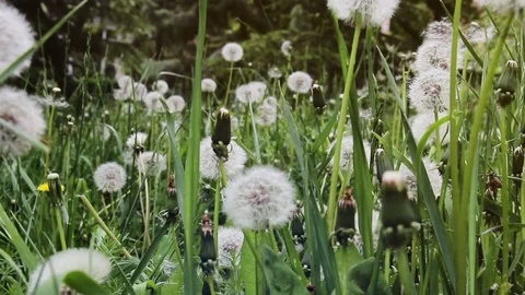 Glade of dandelions in green grass Stock Footage 76437161