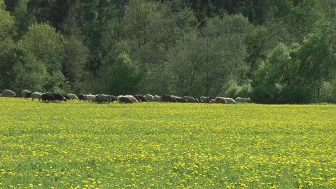 Glade of dandelions with sheeps 库存影片 79932872