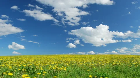 Glade of dandelions on springtime 스톡 동영상 50450302