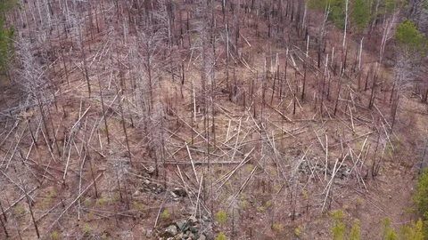 Glade with dry fallen trees in the forest. Aerial view. Stock-Footage 128854715