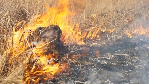 Glade in the Fire Stock Footage 72114039