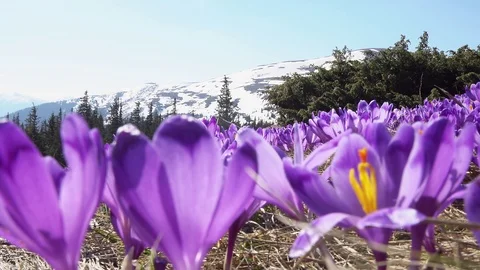 Glade of flowering crocuses on the background of mountains Stock Footage 109066169