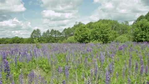 Glade with flowers among the forest Stock Footage 76969280