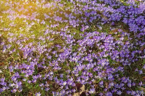Glade with flowers of crocuses ( Crocus Vernus ) on sunny spring day Stock Photos