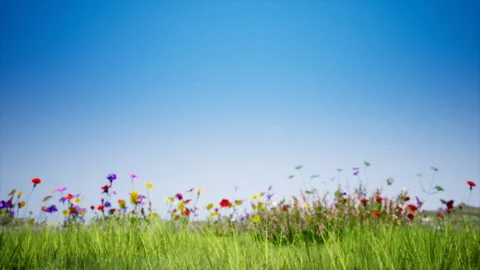 Glade of Flowers 库存影片 249262810