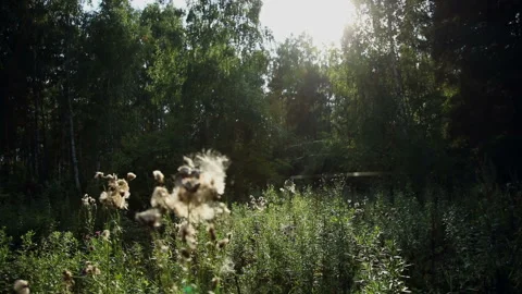 Glade with flowers in the forest 스톡 동영상 92996002