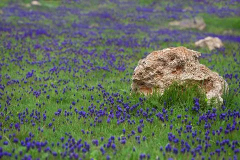 Glade with flowers. Stock Photos