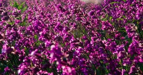 Glade of Flowers in the Sun 4K Stock Footage 112247752