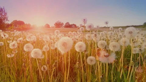 Glade of fluffy white dandelions at sunset. Close up Видео 99481831