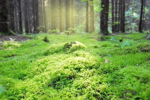 Glade in the forest, covered with dense moist moss, flooded with sunlight Stock Photos