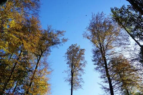 Glade in forest with leafes in the sky Stock Photos