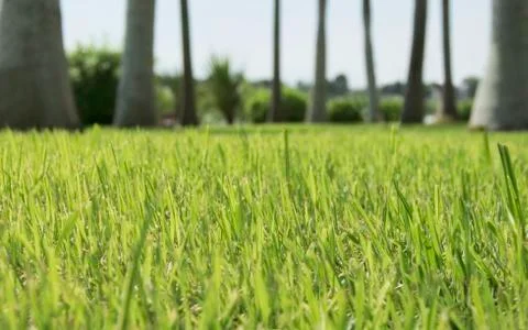 Glade with a grass Stock Photos