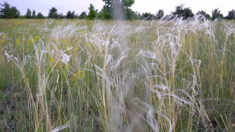 Glade with green grass. Strong wind blows Stock Footage 134695513