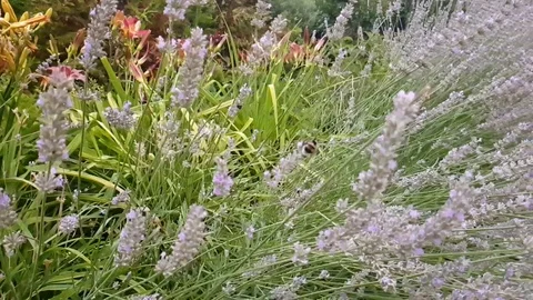 Glade of lavender and bumblebee Stock Footage 116444276