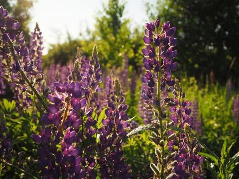Glade of lupins of lilac-pink flowers, whose buds shimmer in the sun. Stock Photos