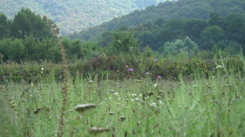 Glade with mountain view 4K Stock Footage 115115580
