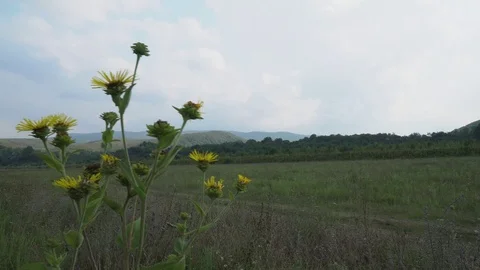 Glade with mountain view 4K Stock Footage 115115592