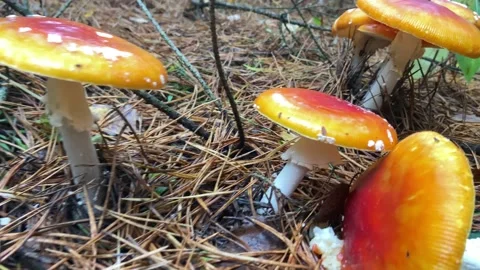 Glade of mushrooms (1) Stock Footage 233083472