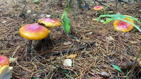 Glade of mushrooms Video stock 233083490