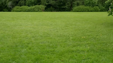 Glade in the park panorama. 4k Stock Footage 155014862