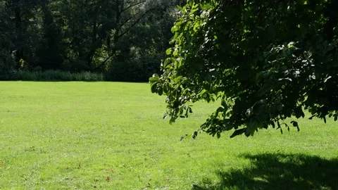 Glade in the park panorama. 4к Stock Footage 159487987