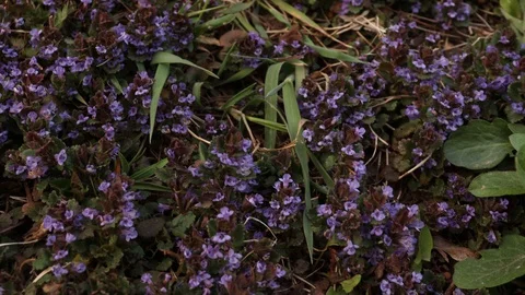 Glade of purple flowers Stock Footage 129268048
