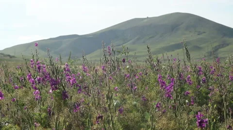 Glade sage on the hillside Stock Footage 53064689