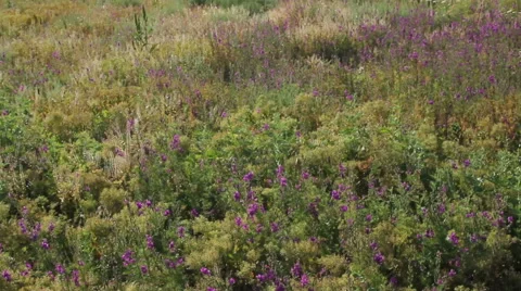  glade sage on the hillside Stock Footage 53064708