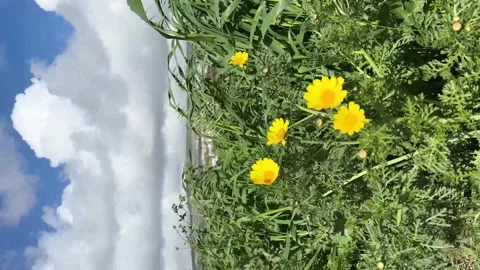 A glade of small yellow flowers in a spring flowerbed windy, vertical video Stock Footage 267373781