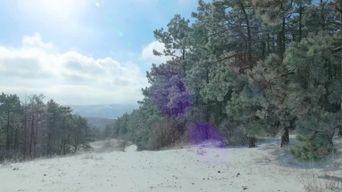 Glade of snow-covered forest in winter Stock Footage 84858095