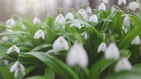 Glade of snowdrops in the forest in early spring. First spring flowers - Video stock 237247824