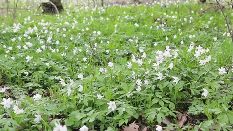 Glade with snowdrops in the spring forest. Flowers swaying in the wind 库存影片 88931492