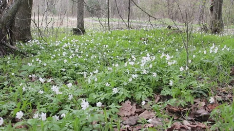 Glade with snowdrops in the spring forest. Flowers swaying in the wind 스톡 동영상 88931968
