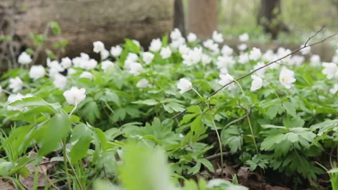 Glade with snowdrops in the spring forest. Flowers swaying in the wind Vídeo Stock 88932246