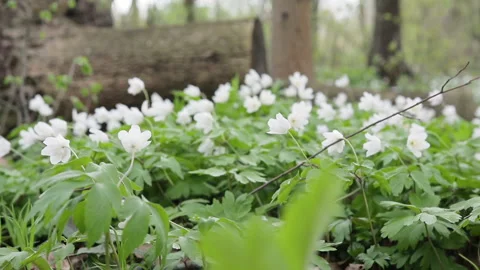 Glade with snowdrops in the spring forest. Flowers swaying in the wind Vídeo Stock 88932502