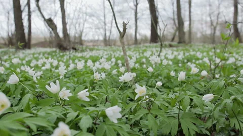Glade with snowdrops in the spring forest. Flowers swaying in the wind Vidéo 88934415