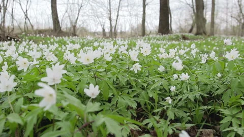 Glade with snowdrops in the spring forest. Flowers swaying in the wind Vídeo Stock 88934660
