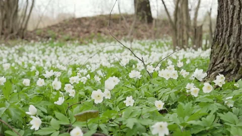 Glade with snowdrops in the spring forest. Flowers swaying in the wind Vídeo Stock 88934963