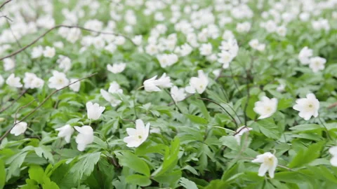 Glade with snowdrops in the spring forest. Flowers swaying in the wind Vídeos de archivo 88935183