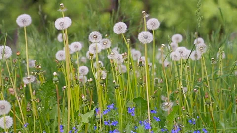 Glade Spring Dandelions Video stock 86421566