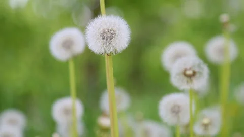 Glade Spring Dandelions Video stock 86421781