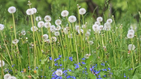 Glade Spring Dandelions Video stock 86422054