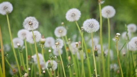 Glade Spring Dandelions Video stock 86422208