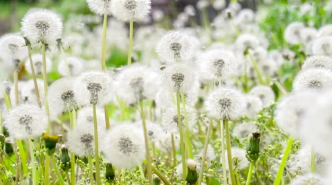 Glade Spring Dandelions HD Video stock 50139472