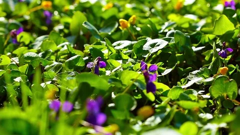 Glade spring flowers Stock Footage 72038086