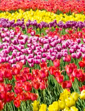 Glade of spring tulips Stock Photos