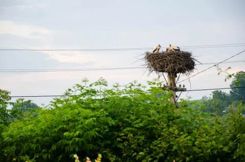Glade with storks on the pillar Stock Photos