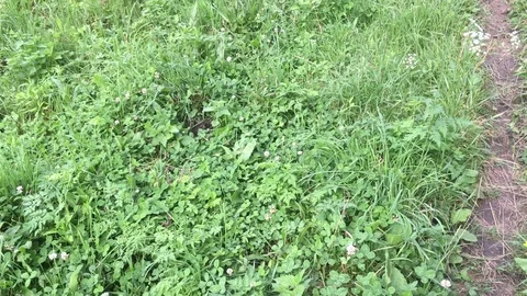 Glade in summer forest Stock Footage 82787731