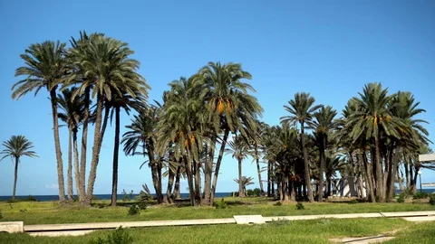Glade of tall palm trees. The wind shakes the leaves of the trees. Palm trees on Stock Footage 120081867