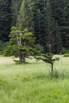 Glade with two pines Stock Photos